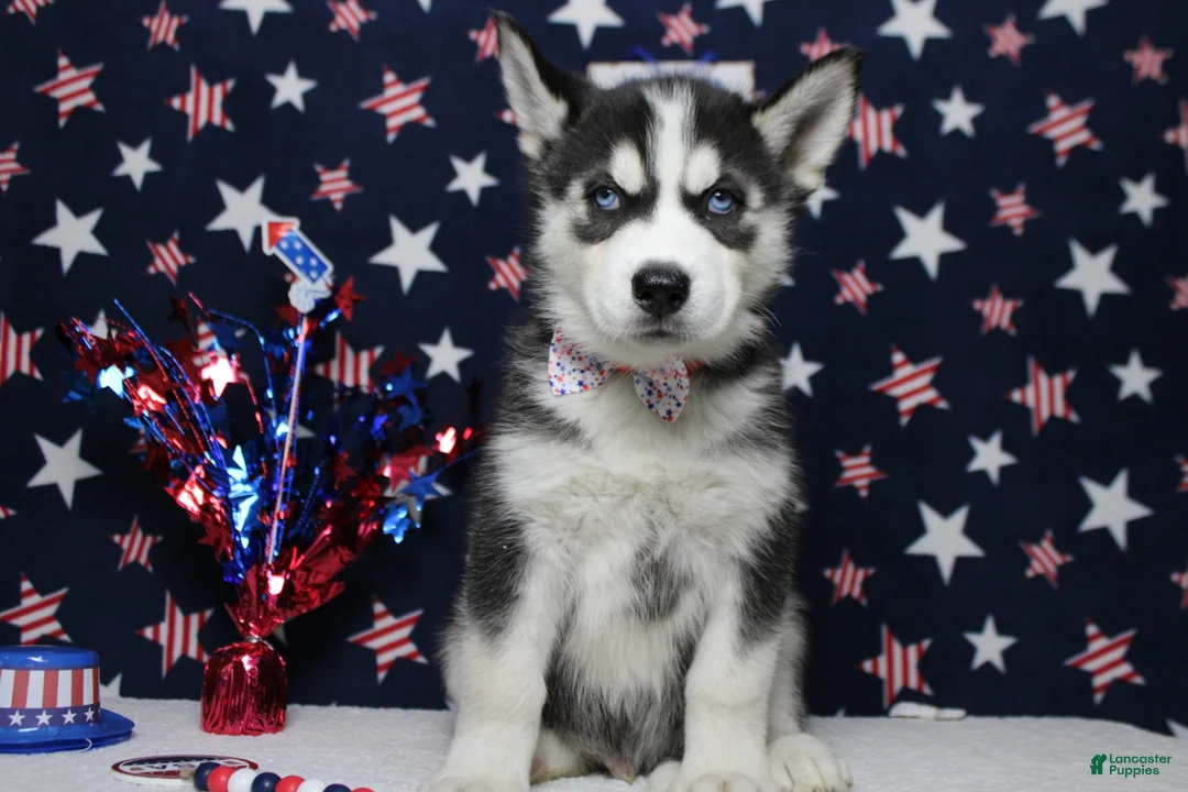 Siberian Husky dogs for sale: Atlas - Ad 1
