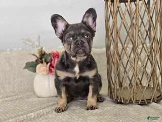 French Bulldog dogs - Ad 15