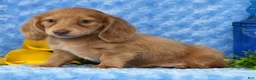Miniature Dachshund dogs for sale: Wilmer - Ad 4