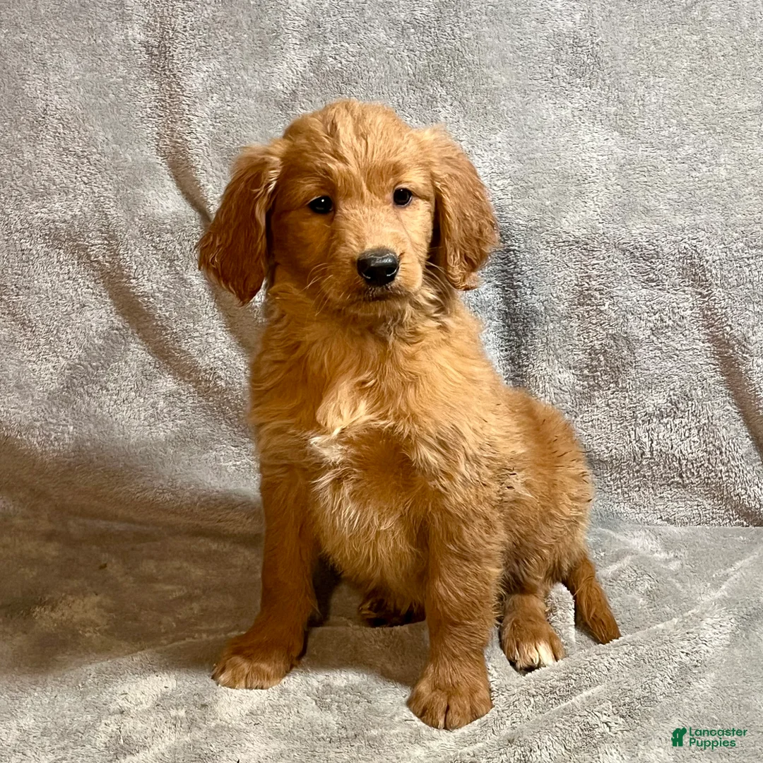 Goldendoodle dogs for sale: Luna - Ad 4