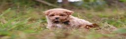 Maltipoo dogs for sale: Nash - Ad 5