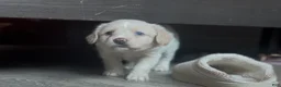 Mixed Breed dogs for sale: Blossom  - Ad 2