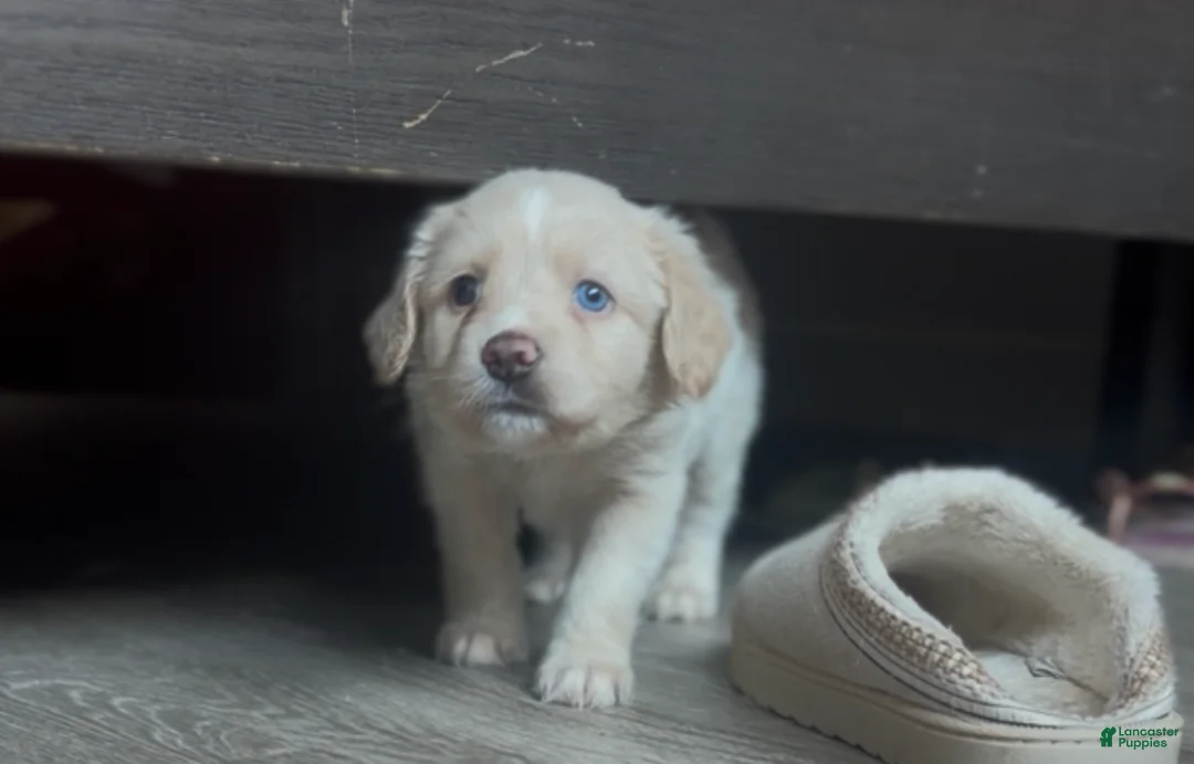 Mixed Breed dogs for sale: Blossom  - Ad 2