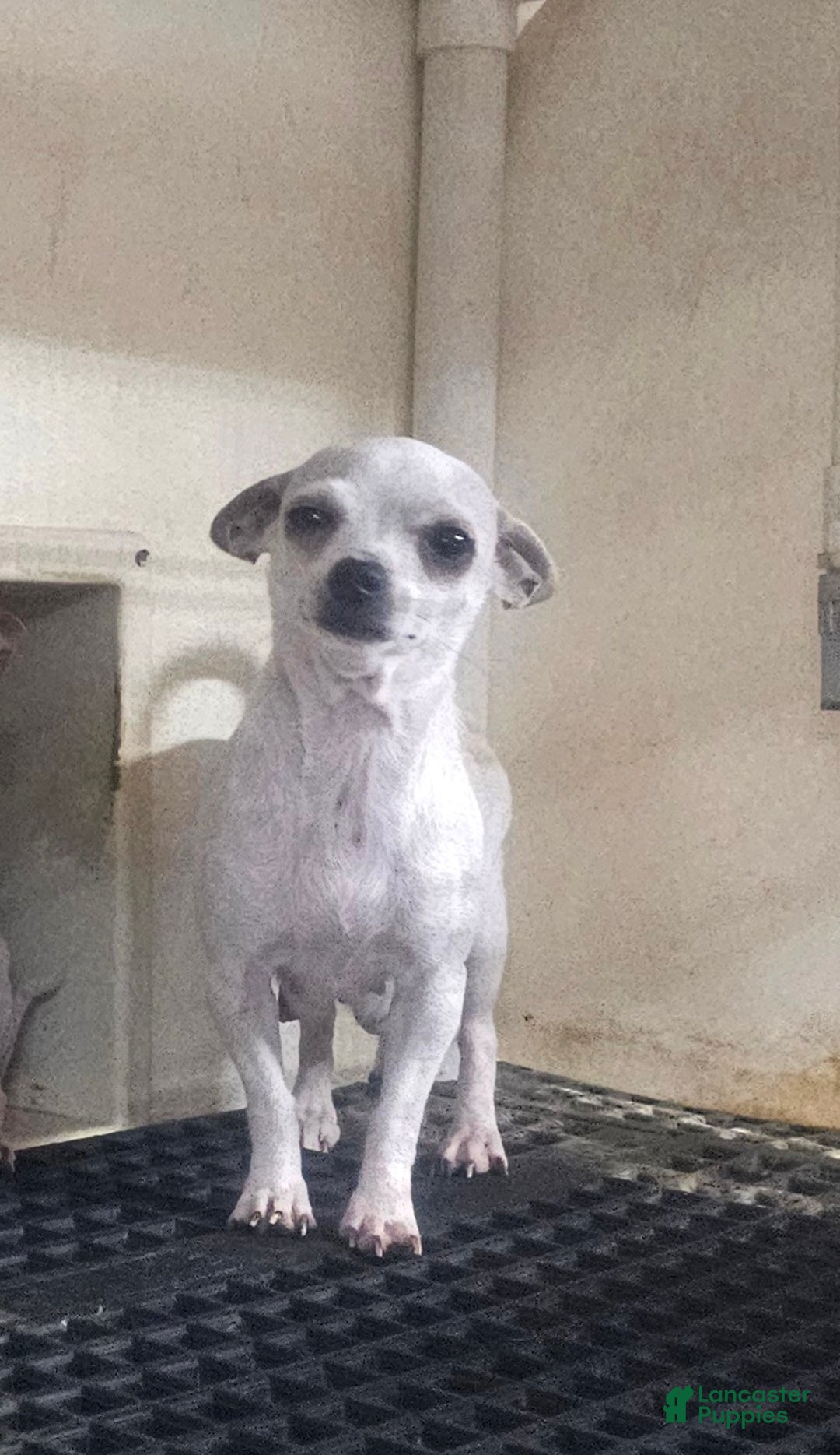 Chihuahua dogs for sale: Porky - Ad 6