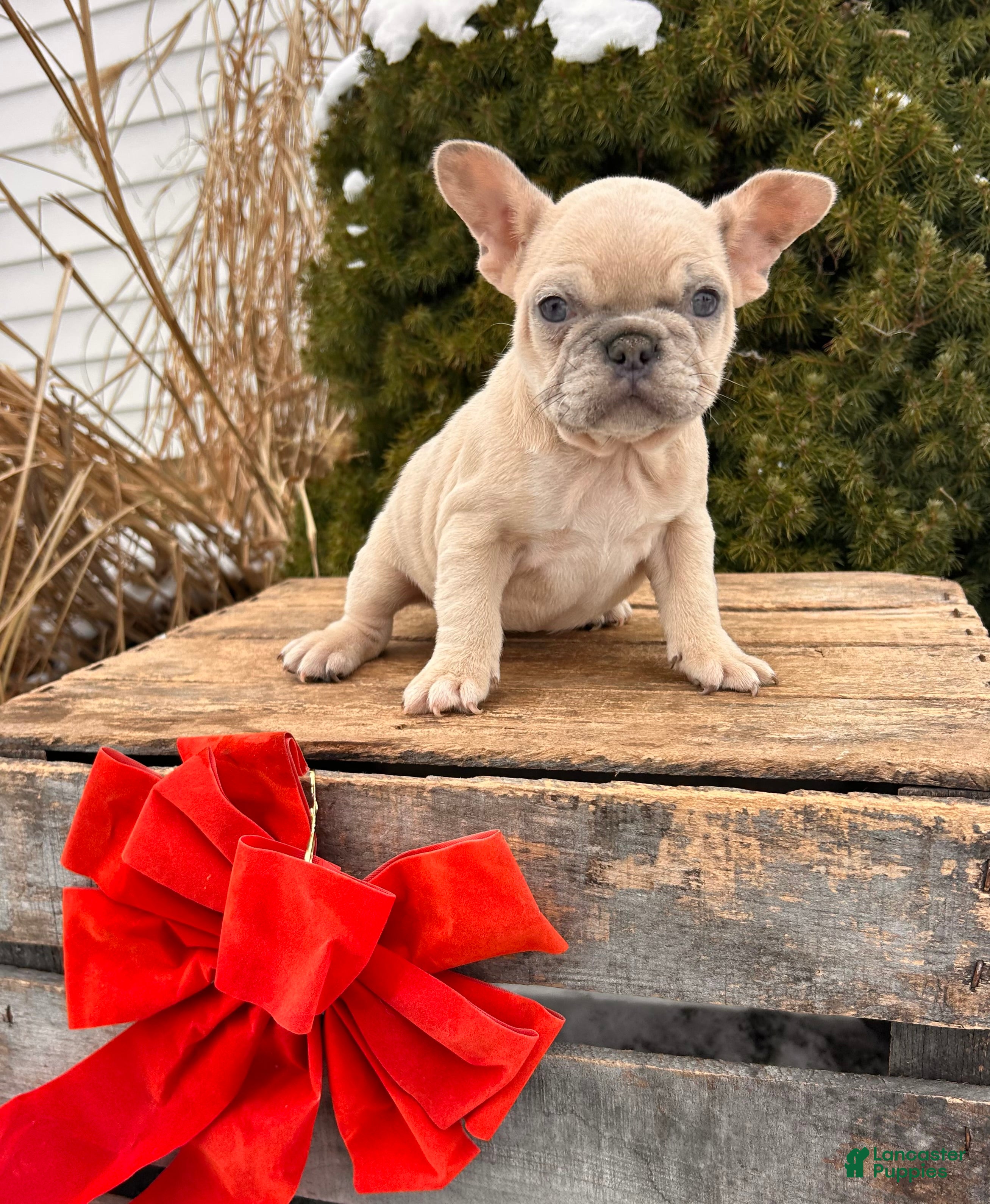 French Bulldog dogs Fiona - Ad 41