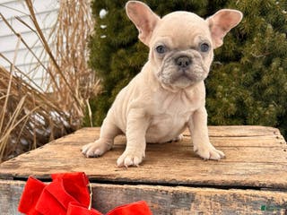 French Bulldog dogs Fiona - Ad 35