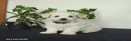 Maltese dogs for sale: Orchid - Ad 1
