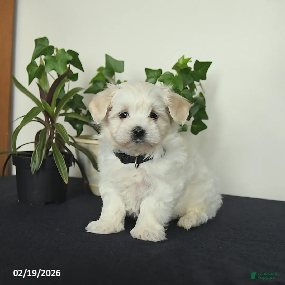 Maltese dogs for sale: Orchid - Ad 1