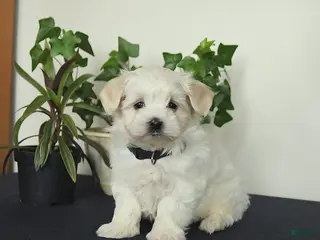 Maltese dogs for sale: Orchid - Ad 3