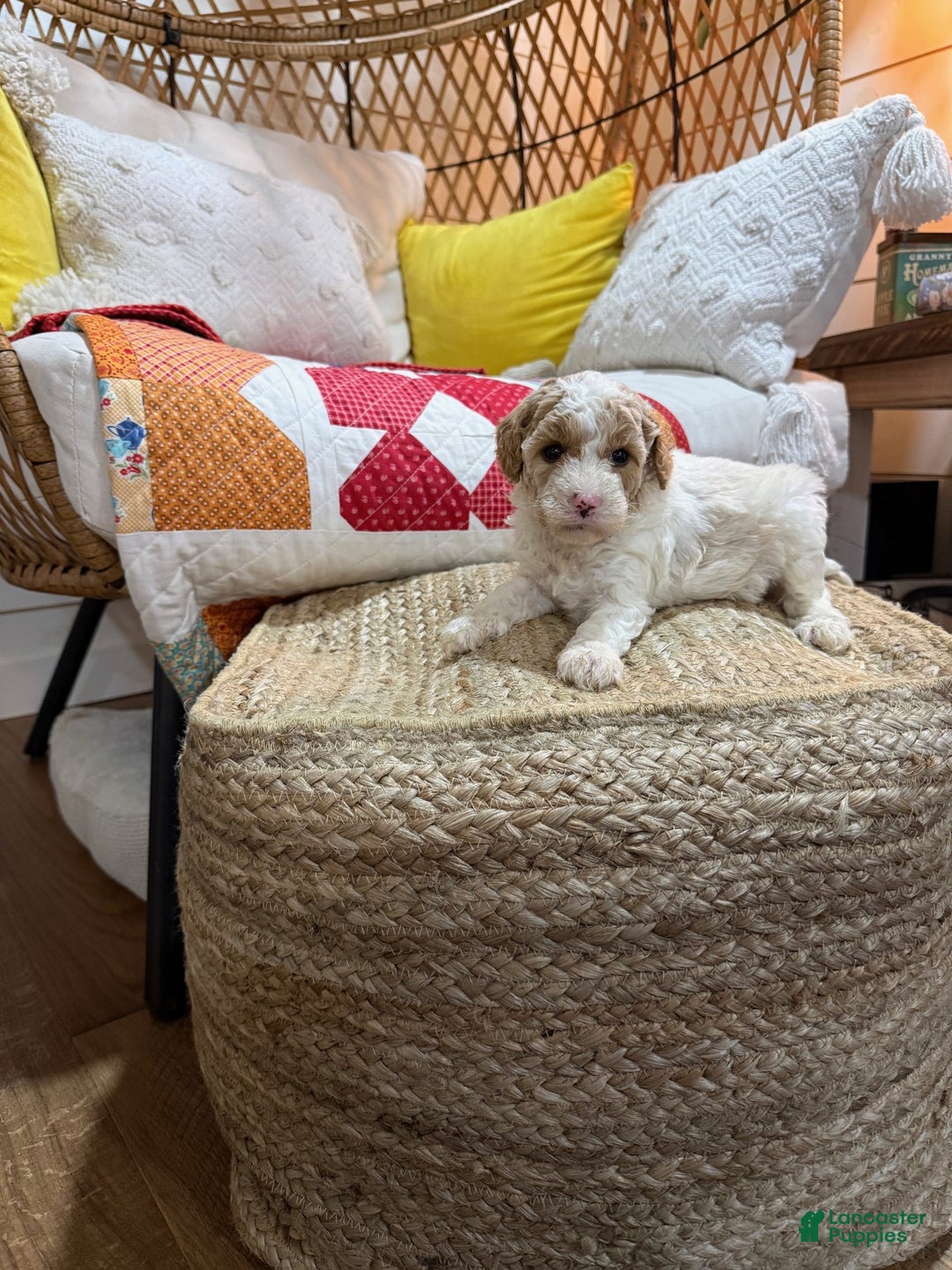 Cavapoo dogs for sale: Cooper - Ad 3