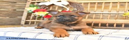 Mixed Breed dogs for sale: Oscar - Ad 7