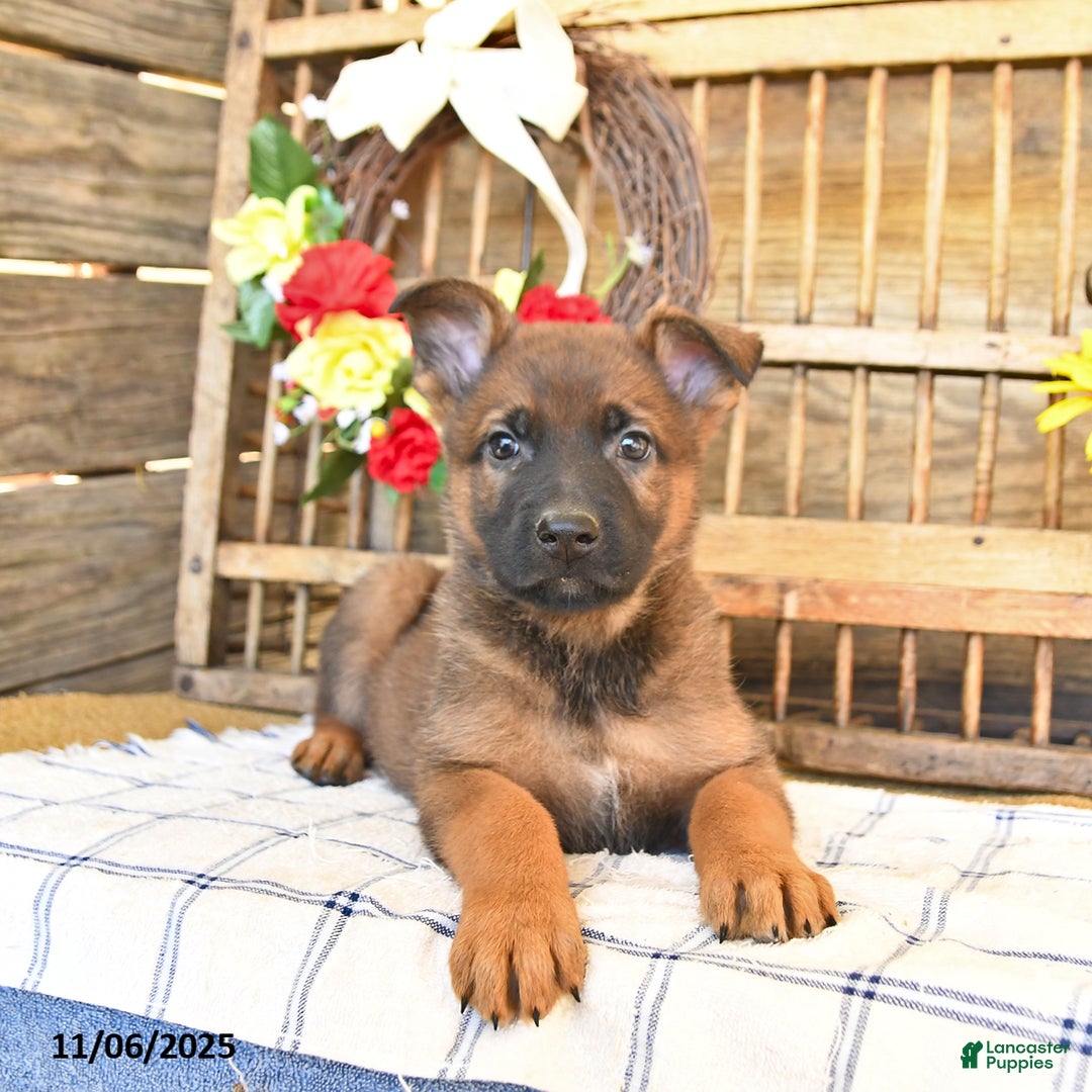 Mixed Breed dogs for sale: Oscar - Ad 7