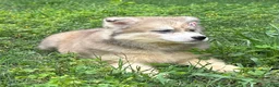 Siberian Husky dogs for sale: REYNA - Ad 13