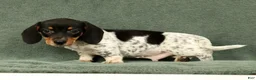 Miniature Dachshund dogs for sale: Clem - Ad 4