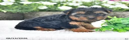 Yorkshire Terrier dogs for sale: Alex - Ad 4