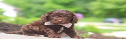 Cockapoo dogs for sale: Casey - Ad 2