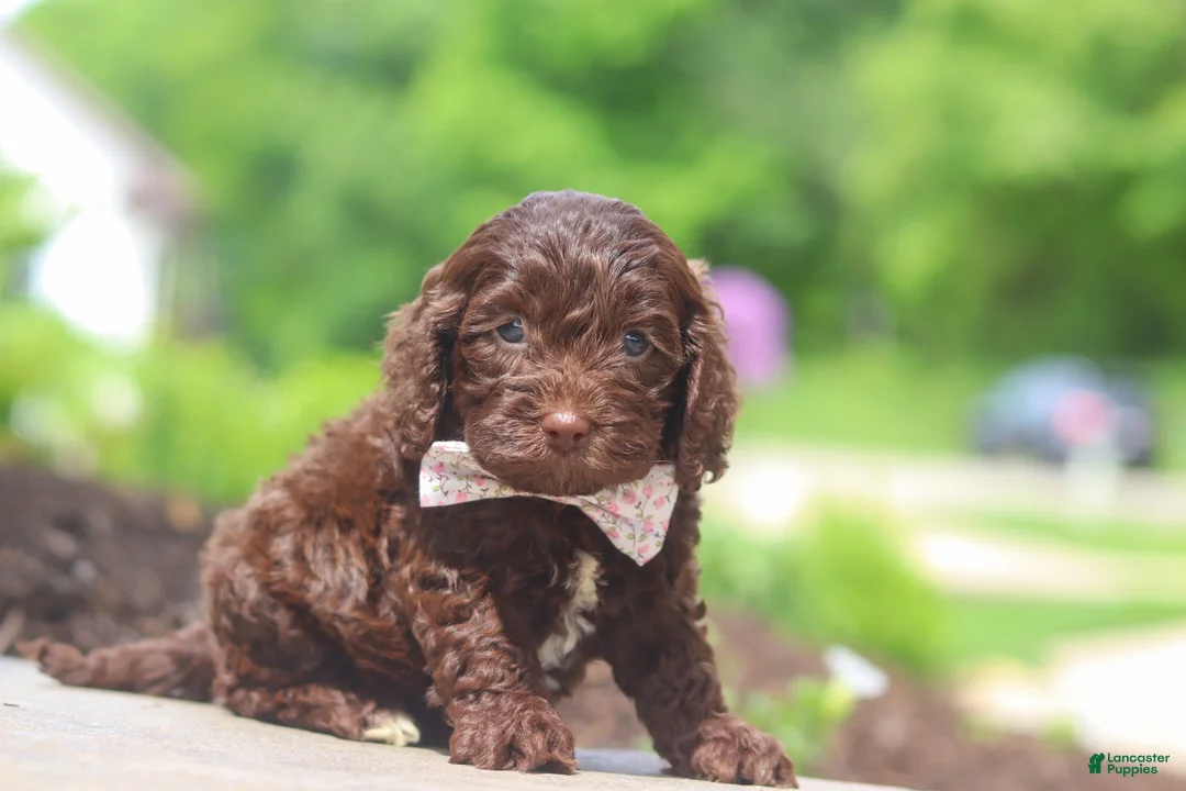 Cockapoo dogs for sale: Casey - Ad 2