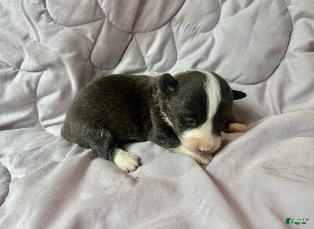 American Corgi dogs Brindle male - Ad 1