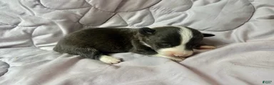 Brindle male