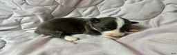 American Corgi dogs for sale: Brindle male - Ad 1