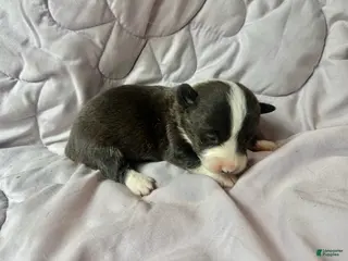 American Corgi dogs for sale: Brindle male - Ad 2