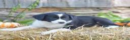 Border Collie dogs for sale: Teri - Ad 2