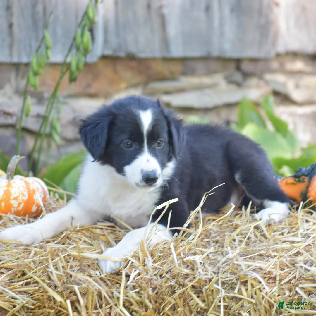 Border Collie dogs for sale: Teri - Ad 2