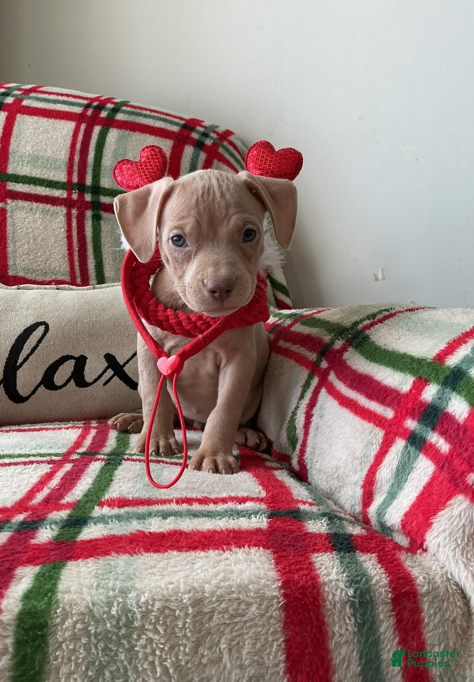 American Bully dogs Lola - Ad 42