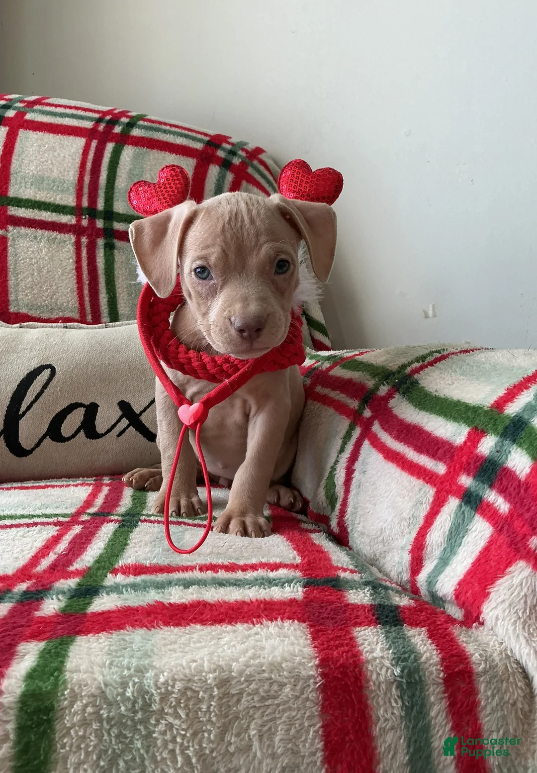 American Bully dogs for sale: Lola - Ad 1