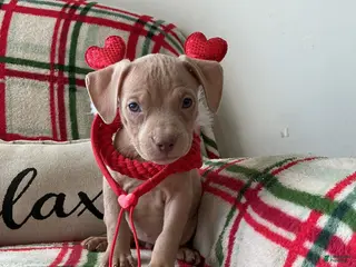 American Bully dogs Lola - Ad 42