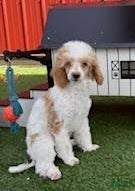 Miniature Poodle dogs Graham Miniature Poodle Puppy  - Ad 1