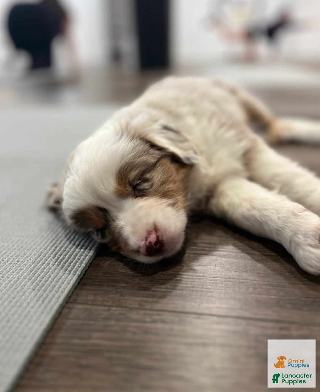 Miniature Australian Shepherd dogs for sale: 🎀 Marshmallow - Ad 3