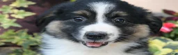 Australian Shepherd dogs for sale: Marsha - Ad 3