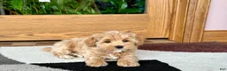 Havapoo dogs for sale: Havapoo Puppy 1 - Ad 4