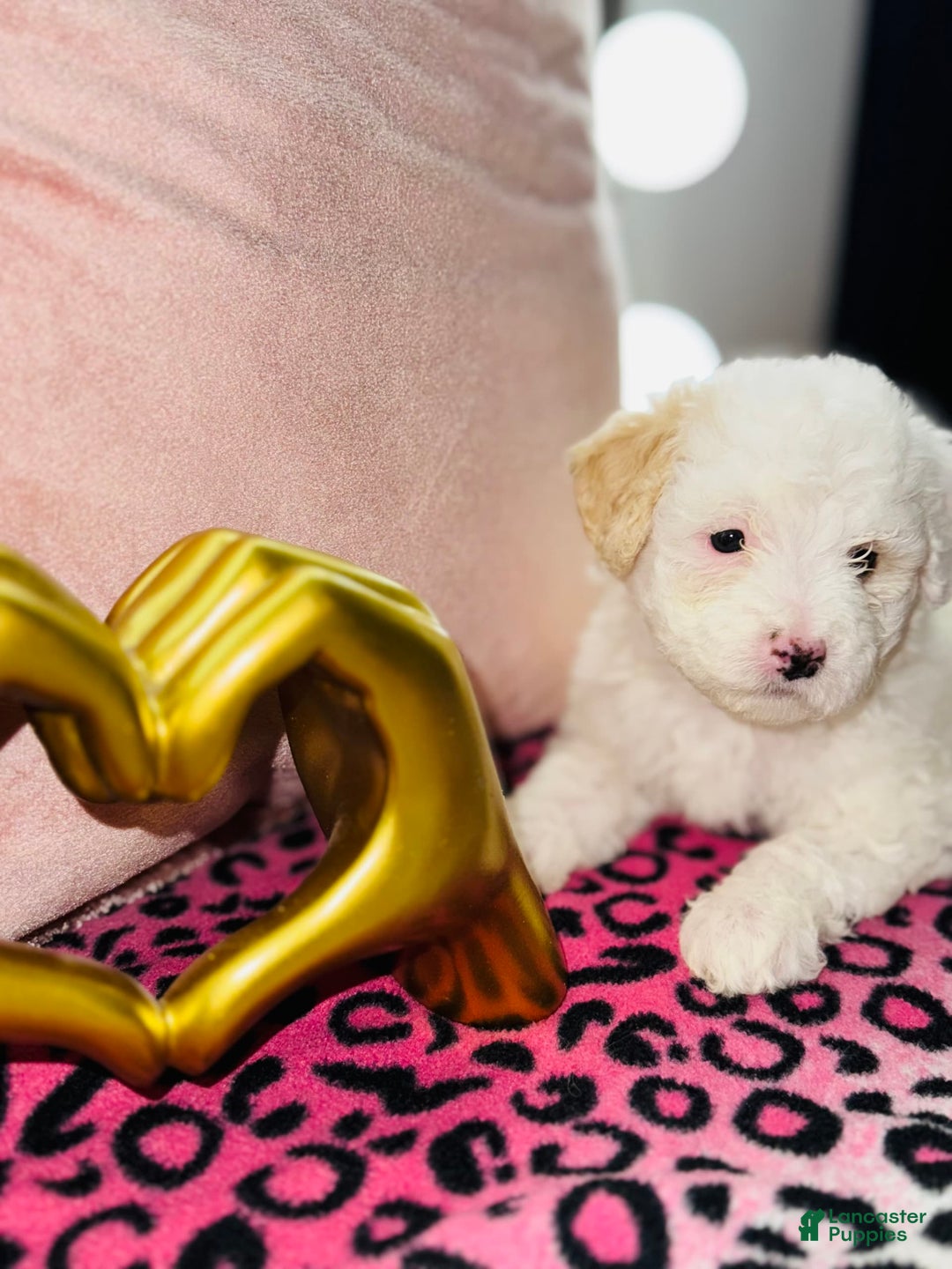 Maltipoo dogs for sale: Daisy - Ad 2
