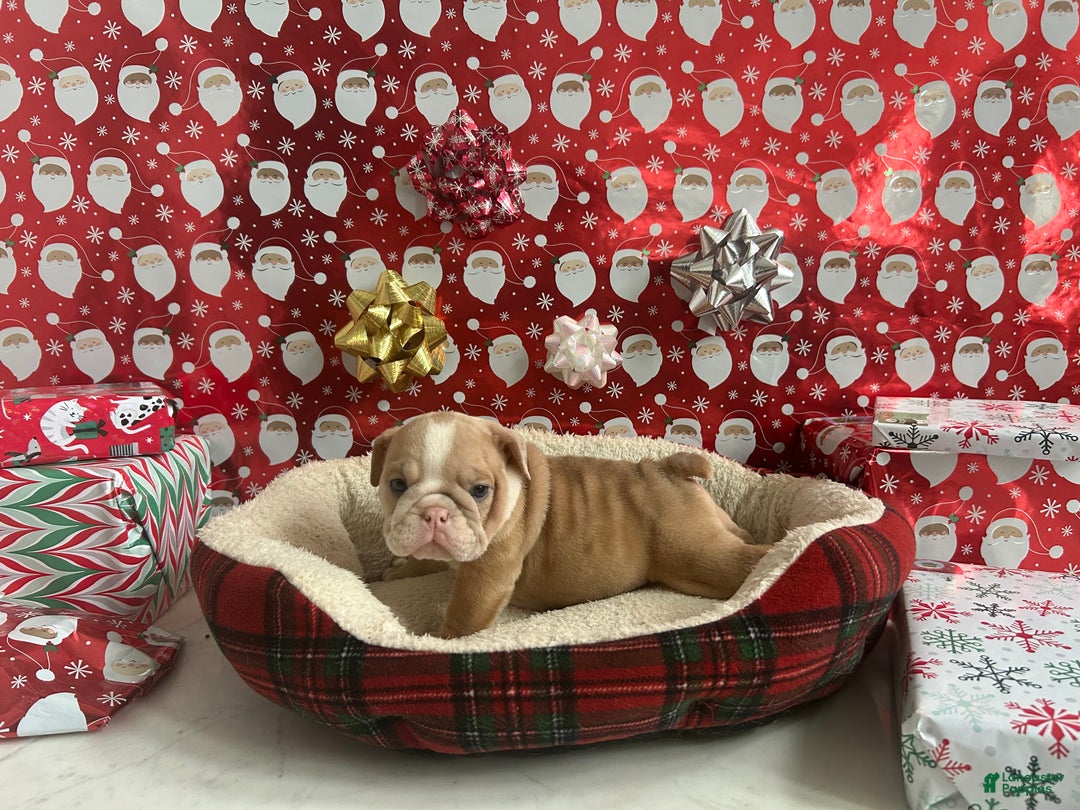 English Bulldog dogs for sale: Ace - Ad 2