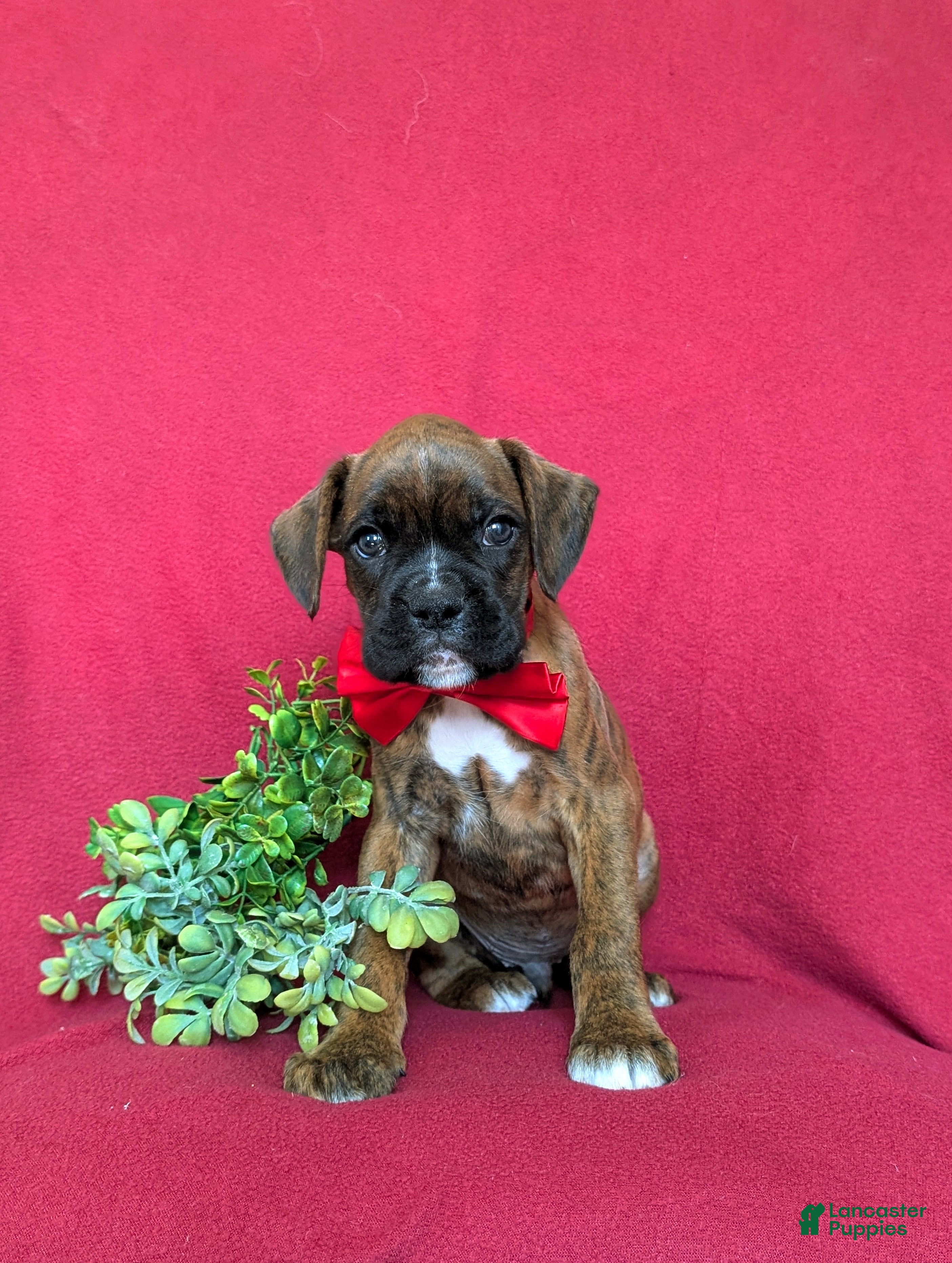 Boxer dogs Tyler - Ad 2
