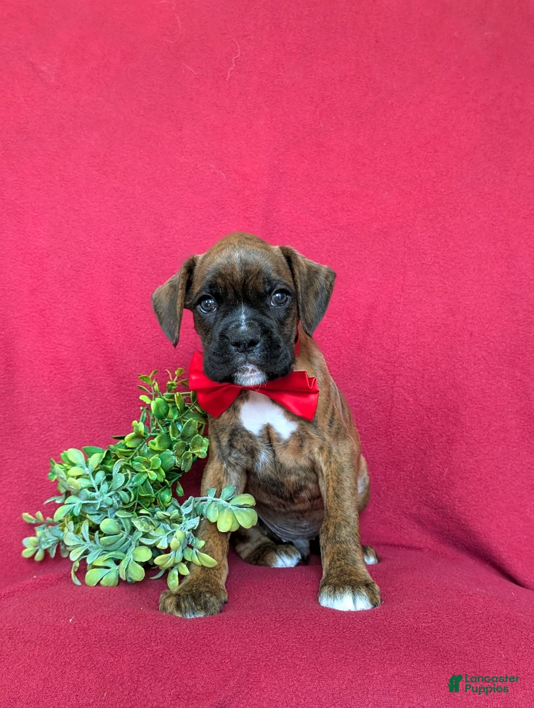 Boxer dogs for sale: Tyler - Ad 2
