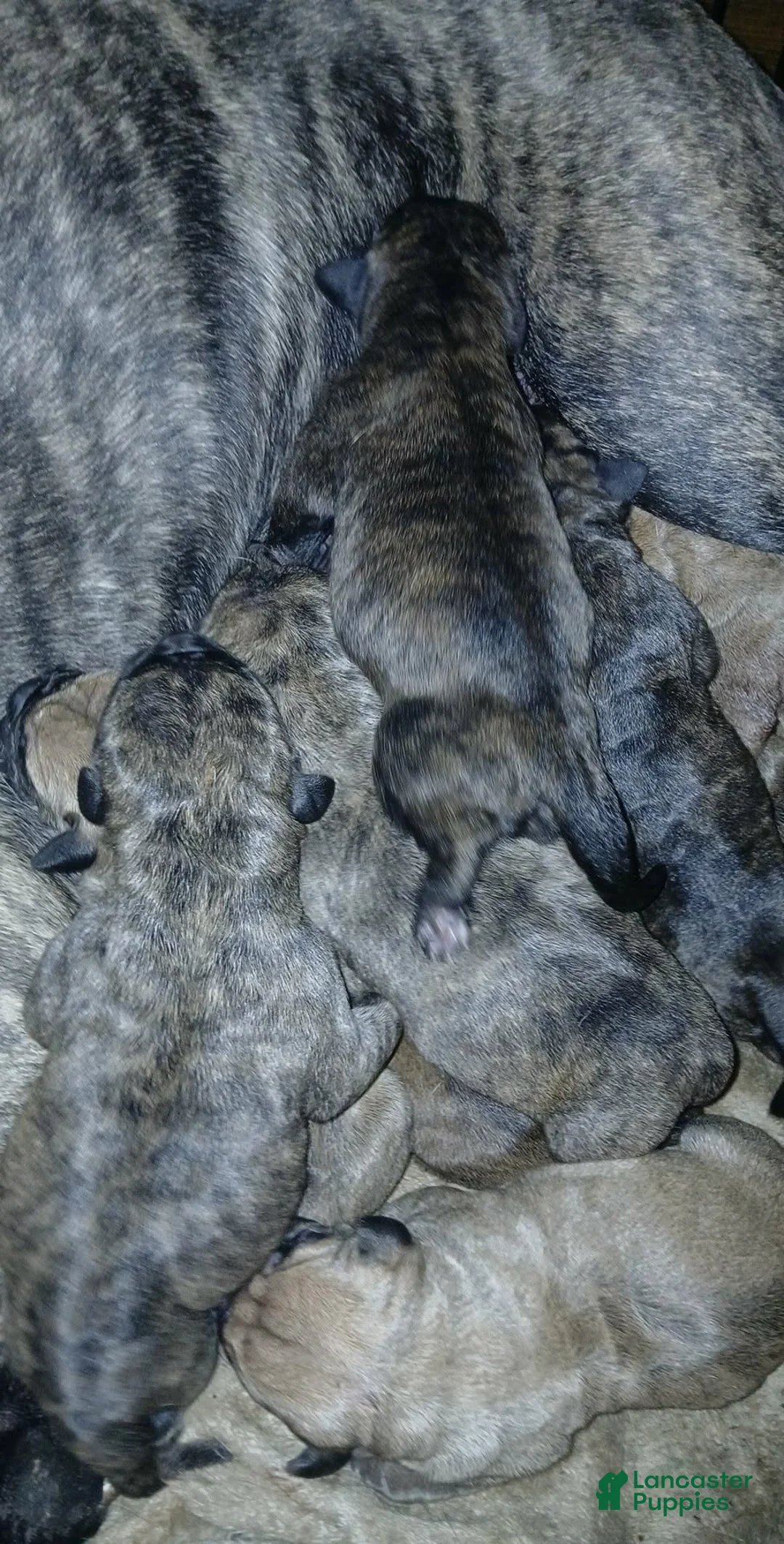 Presa Canario dogs for sale: Presa Canario Puppy 1 - Ad 6