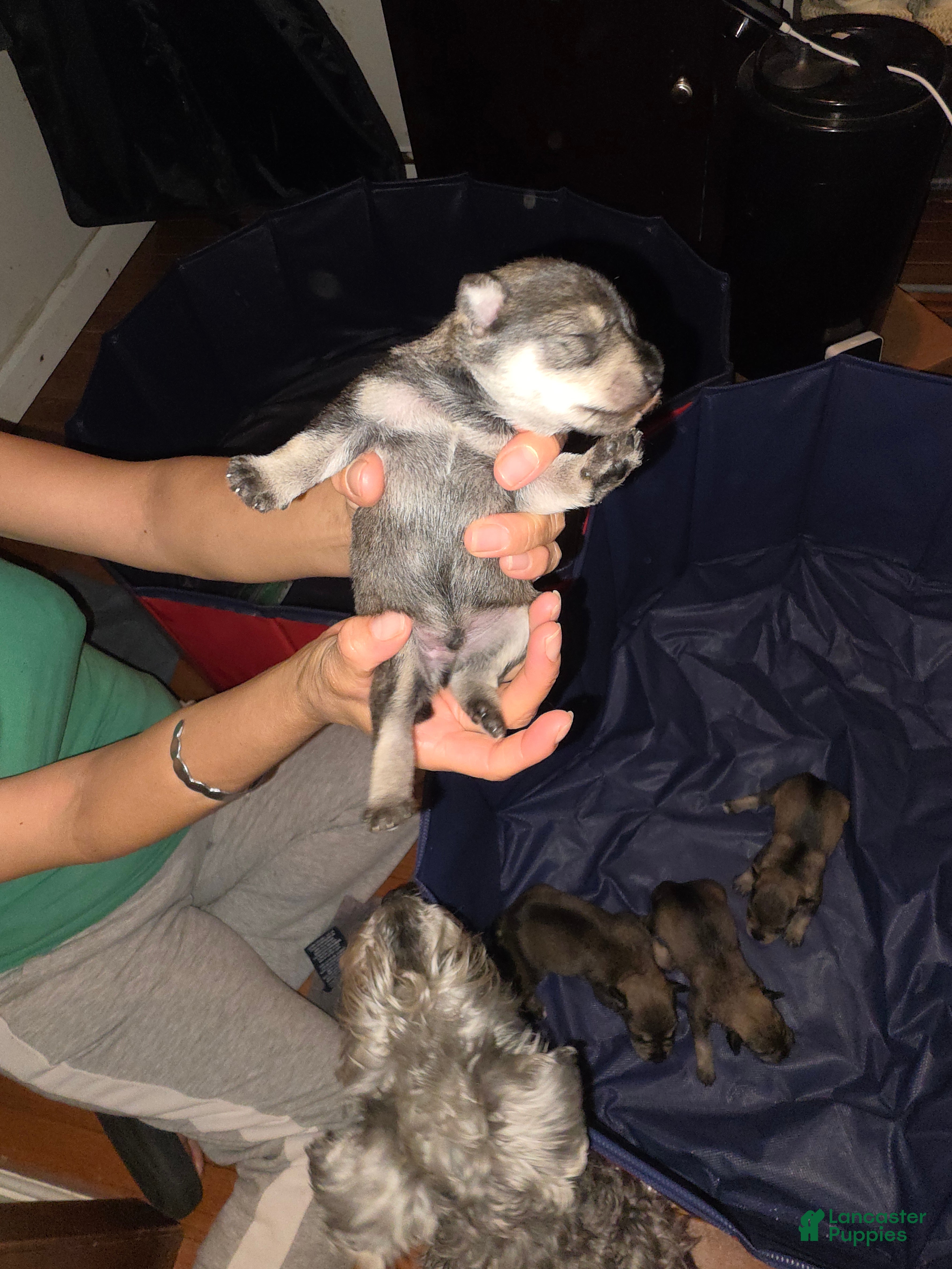 Miniature Schnauzer dogs Miniature Schnauzer Puppy 1 - Ad 1