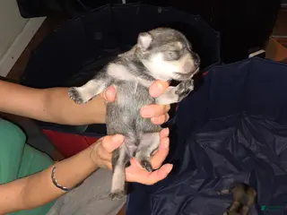 Miniature Schnauzer dogs for sale: Miniature Schnauzer Puppy 1 - Ad 3