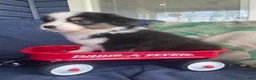 Australian Shepherd dogs for sale: Australian Shepherd- Chloe  - Ad 7