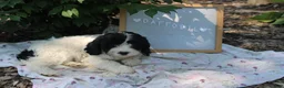 Cavapoo dogs for sale: Daffodil - Ad 4