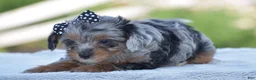 Yorkiepoo dogs for sale: Arik - Ad 4