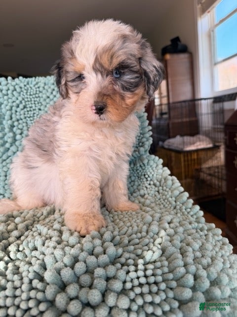 Bernedoodle dogs for sale: Sigrid - Ad 1