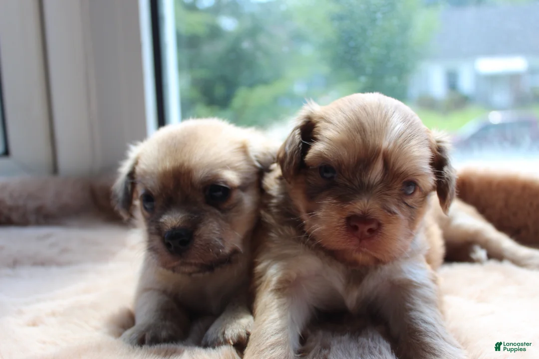 Mixed Breed dogs for sale: Mixed Breed 4 - Ad 2