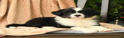 Australian Shepherd dogs for sale: Mason - Ad 4