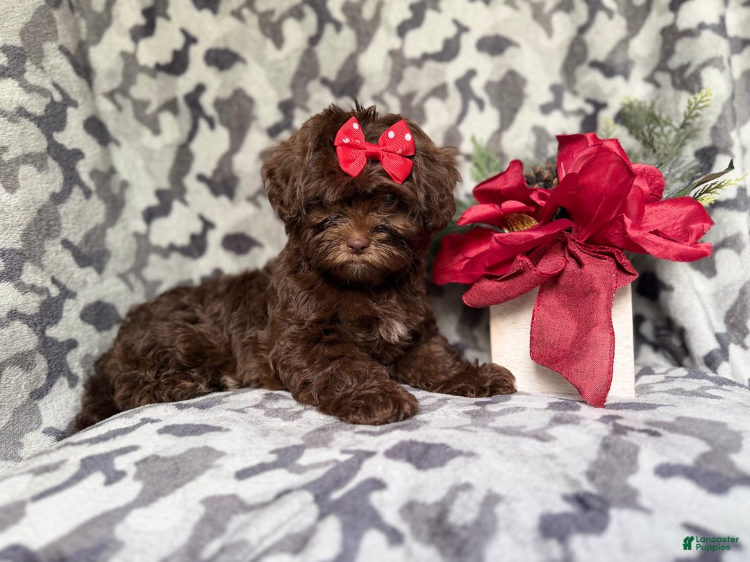 Shihpoo dogs for sale: Eve - Ad 5