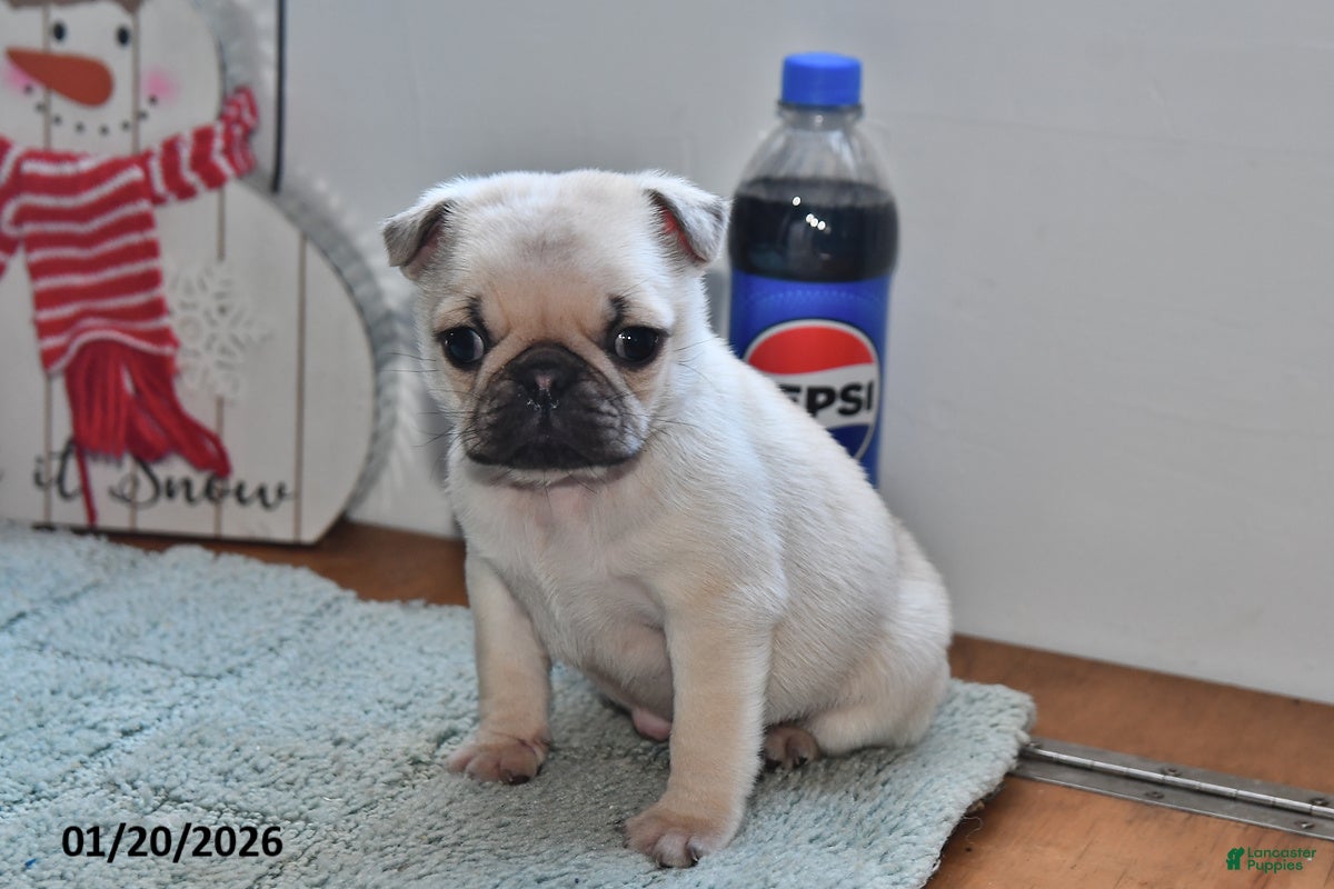 Pug dogs Bouncer - Ad 29