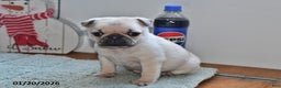 Pug dogs for sale: Bouncer - Ad 1